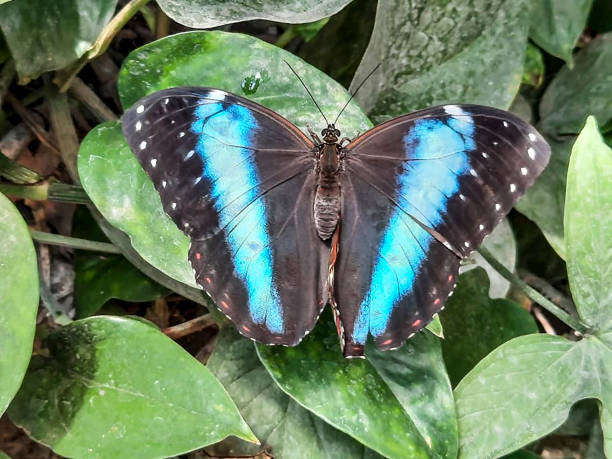 istock wonderful butterfly is sitting on a plant 1255585392