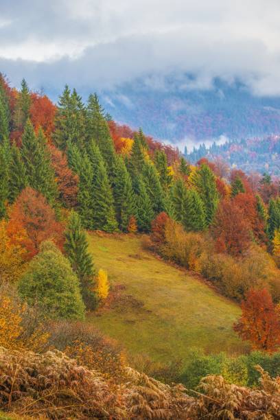 istock Beautiful majestic landscape with conifer trees on mountain 1255586670