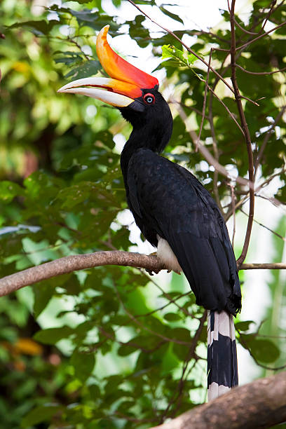 Rhinoceros Hornbill bird, with black body and orange horn Rhinoceros Hornbill perched on a branch  hornbill stock pictures, royalty-free photos & images