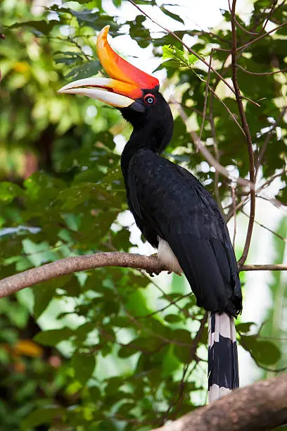 Rhinoceros Hornbill perched on a branch 