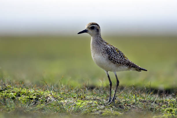 istock winter birds at grass with nature 1255588535