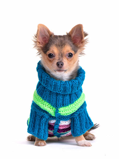 Chihuahua puppy dressed with colorful sweater stock photo