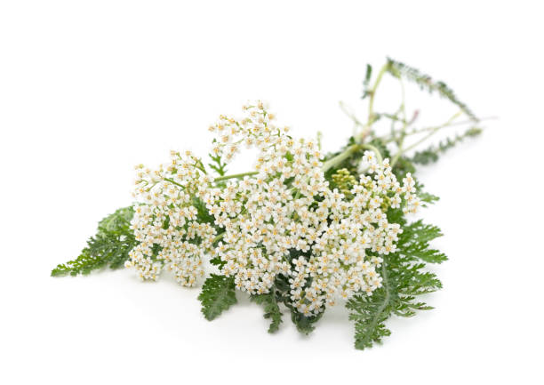 istock Beautiful yarrow flowers. 1255589610