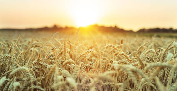 istock Ripening wheat field at sunset 1255589713
