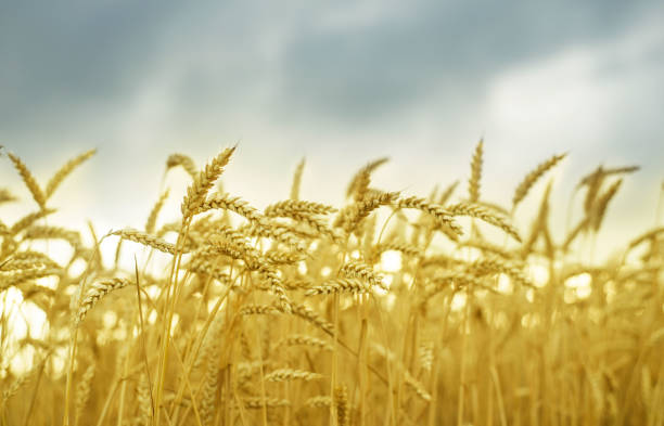 istock Yellow wheat field and moody sky 1255589750