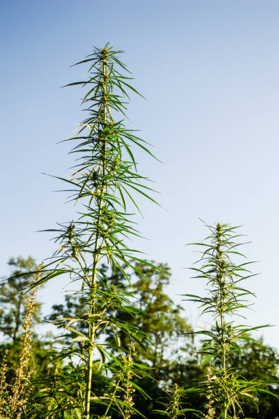 istock annabis. Growing green stems against the sky. 1255589872