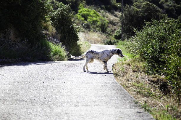 istock Hunting dog in the bush 1255590657