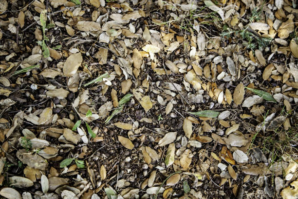 Dried leaves and acorns, detail of nature in the forest