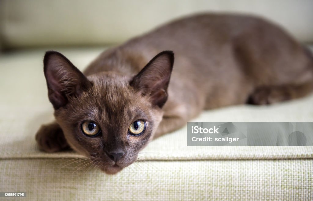 Burma Cat Lying On Coach Cute Brown Burmese Kitten Looking At Camera Indoor  Portrait Of Playful Burmese European Cat About 3 Months Stock Photo -  Download Image Now - iStock