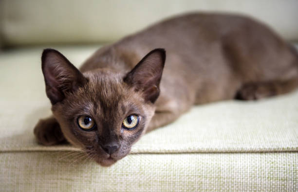 Burma cat lying on coach, cute brown Burmese kitten looking at camera indoor. Portrait of playful Burmese European cat about 3 months Burma cat lying on coach, cute brown Burmese kitten looking at camera indoor. Portrait of playful Burmese European cat about 3 months in daylight. Burmese cat with chocolate fur color plays at home. purebred cat photos stock pictures, royalty-free photos & images