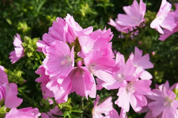 Malva moschata rosea or musk mallow pink flowers