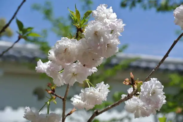 Cherry blossom in Omura Park , Nagasaki