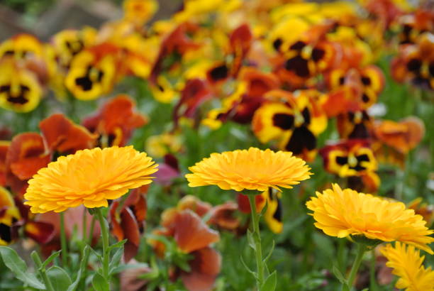 istock Small flowers in the park 1255592083