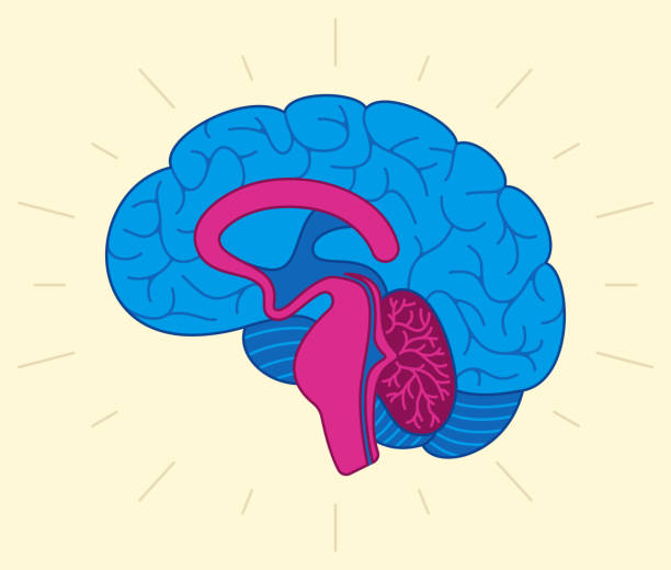Human Brain Human brain thought thinking mental health concept symbol. midbrain illustrations stock illustrations