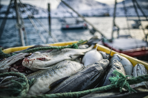 Industrial fishing of cod in Northern Norway: winter landscapes