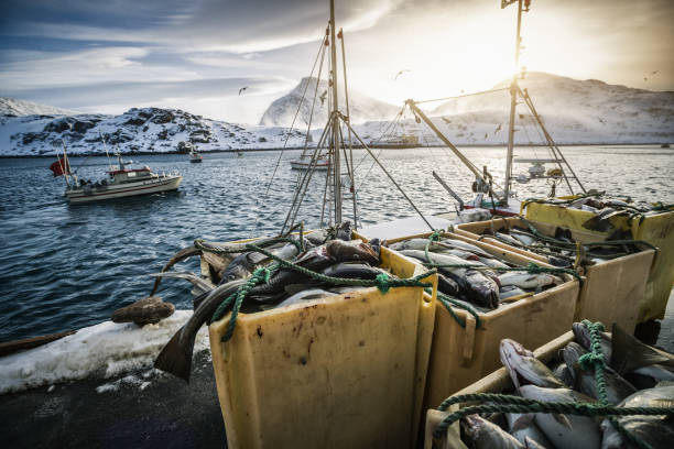 ノルウェー北部のタラの産業漁業:冬の風景 - seafood prepared fish fish catch of fish ストックフォトと画像