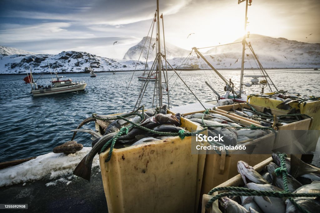 Industrial fishing of cod in Northern Norway: winter landscapes Fishing Industry Stock Photo