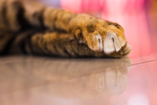 The 2 paws of cat that lie on the floor