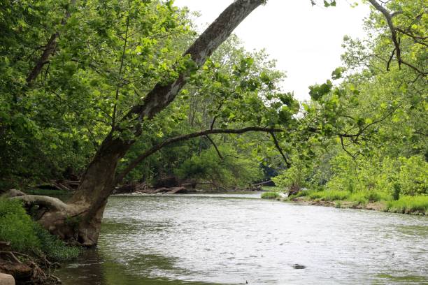 istock Flowing Water on the Creek 1255593910