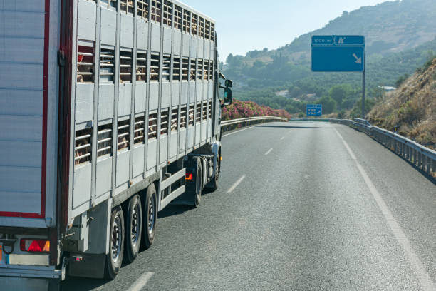istock Cage truck transporting live pigs 1255594280