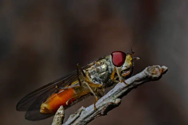 Flower fly, Schwebfliege (family Syrphidae)