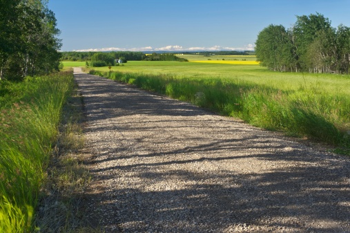 Rural road with gravel surface.  Aspen trees and cultivated fields of grain and canola in the background.  Image taken in the morning in summer.  Rural scene in Alberta