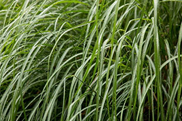 비오는 날에 닫히는 처녀 잔디 - long leaf grass blade of grass 뉴스 사진 이미지