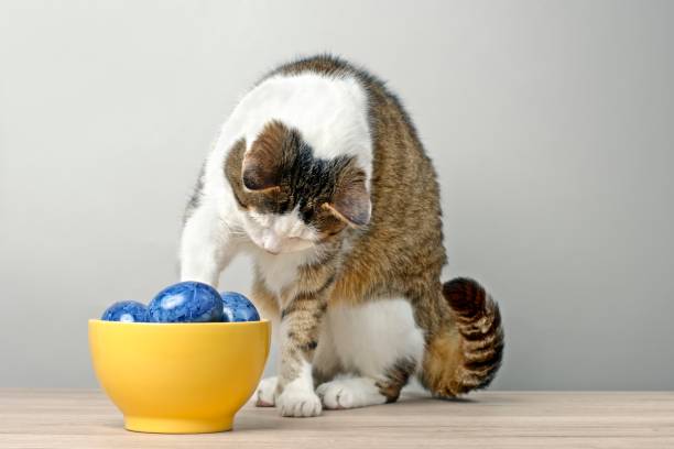 istock Cute tabby cat looking curious to blue easter eggs in a yellow bowl. 1255601359