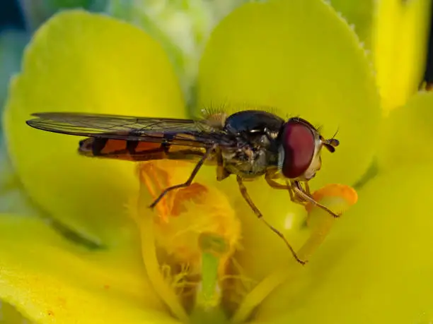 Flower fly, Schwebfliege (family Syrphidae)