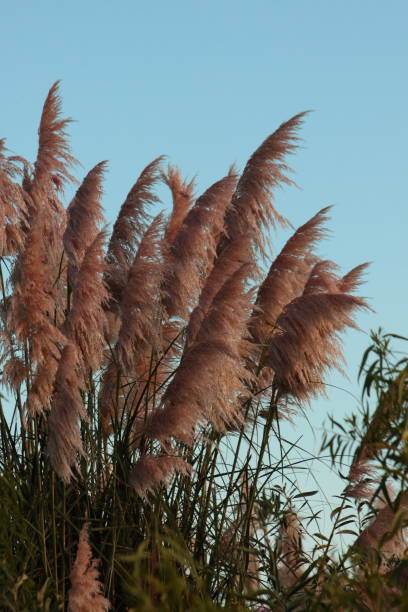 istock foreground reed plant with feather, fox tail, with clear celestial sky, tall green pastures around, 1255602364