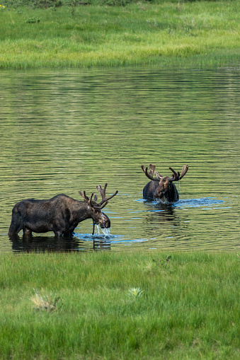 Horseshoe Park, near Estes Park, Colorado.