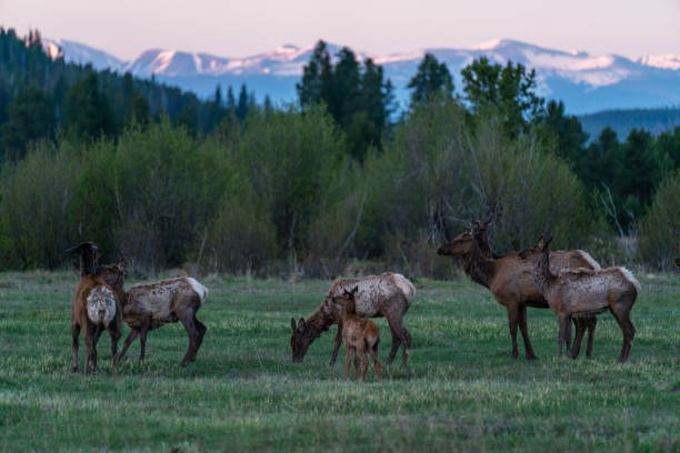 istock Elk in Rocky Mountain National Park 1255606176