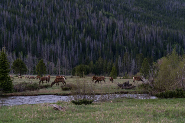 istock Elk in Rocky Mountain National Park 1255606397