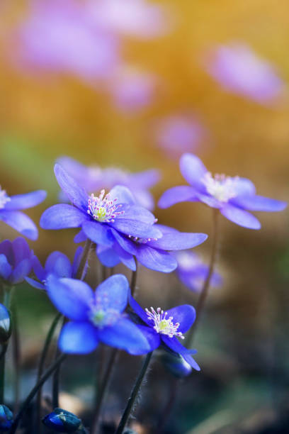 森の中のヘパティカノビリスの花 - nobilis ストックフォトと画像