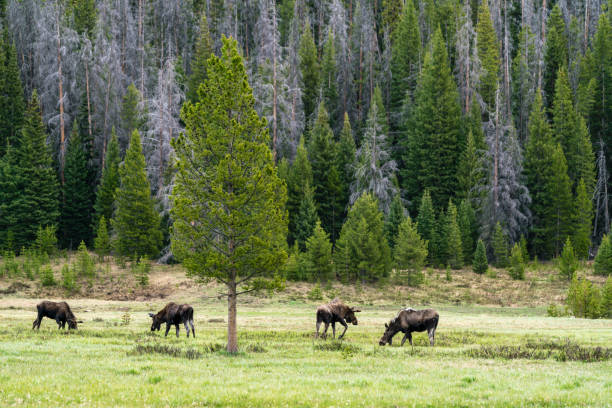 istock Moose in Rocky Mountain National Park 1255607973
