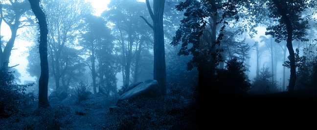 Horizontal banner with night nature scene. Mysterious landscape with trees and bushes in foggy forest. Photo toned in blue color