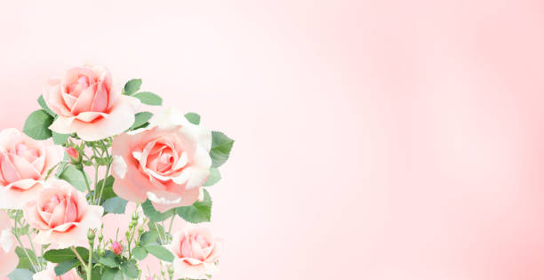 istock Blurred background with roses of pink color 1255608825