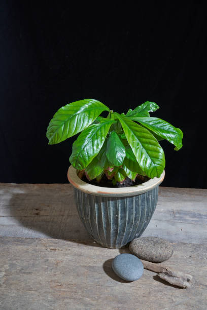chacruna (Psychotria viridis) plant in a pot Ayahuasca ingredient, chacruna (Psychotria viridis) plant in a pot on a wooden table against a black background banisteriopsis caapi stock pictures, royalty-free photos & images