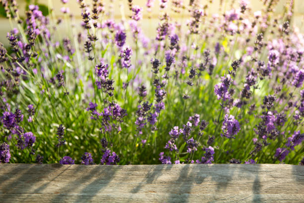 istock Soft focus Fresh lavender over wooden Summer background. 1255609194