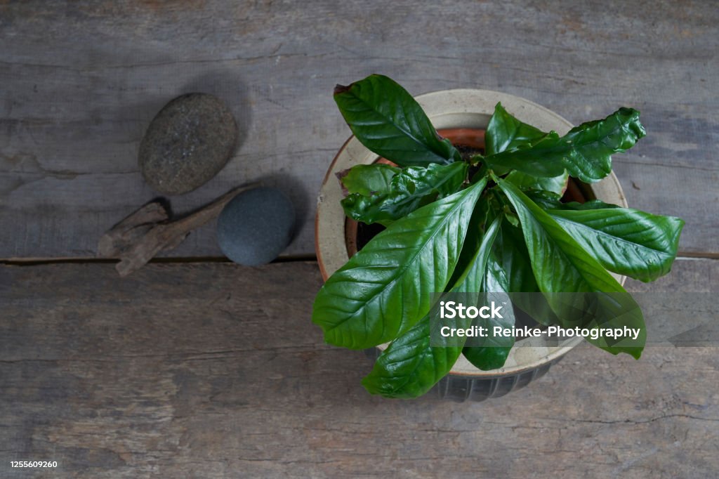 chacruna (Psychotria viridis) plant in a pot Ayahuasca ingredient, chacruna (Psychotria viridis) plant in a pot on a wooden table against a black background Alternative Medicine Stock Photo