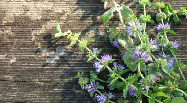 Squaw mint, Mentha pulegium, commonly (European) pennyroyal, also called mosquito plant and pudding grass. vintage wooden background Squaw mint, Mentha pulegium, commonly (European) pennyroyal, also called mosquito plant and pudding grass. vintage wooden background mentha pulegium stock pictures, royalty-free photos & images