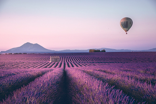 Endless lavender field in Provence, France
