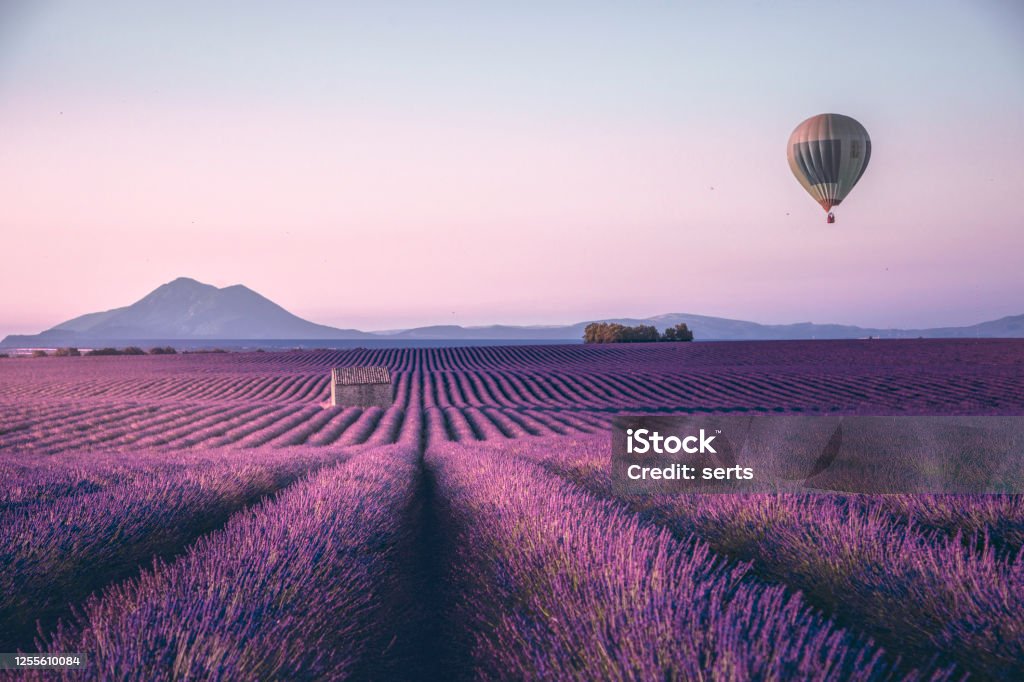 Endless lavender field in Provence, France Endless lavender field with little shed and flying hot air balloon at a sunrise time in Valensole, Provence, France Landscape - Scenery Stock Photo