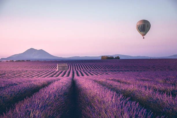 Endless lavender field in Provence, France Endless lavender field with little shed and flying hot air balloon at a sunrise time in Valensole, Provence, France bouches du rhone photos stock pictures, royalty-free photos & images