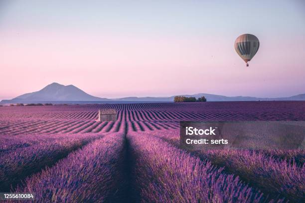 Endless Lavender Field In Provence France Stock Photo - Download Image Now - Landscape - Scenery, Lavender - Plant, Provence-Alpes-Cote d'Azur