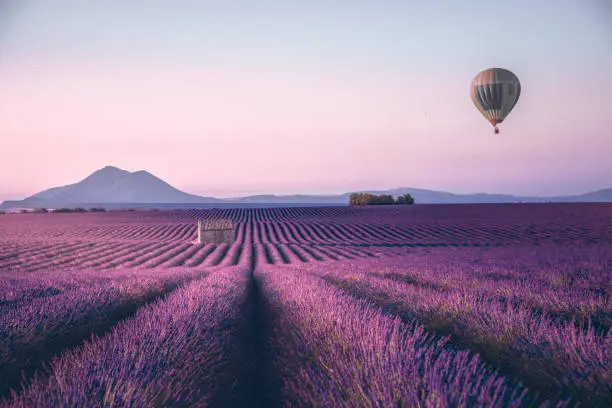 Endless lavender field with little shed and flying hot air balloon at a sunrise time in Valensole, Provence, France