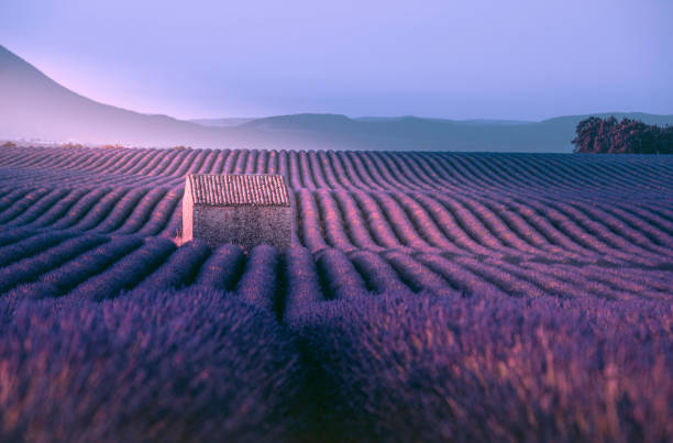 Endless lavender field and little shed at a sunrise time in Valensole, Provence, France