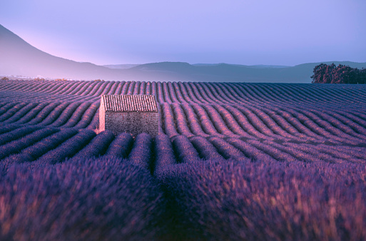 Endless lavender field and little shed at a sunrise time in Valensole, Provence, France