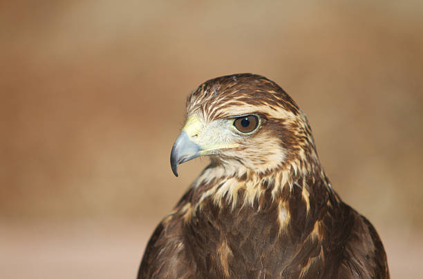 harris's hawk - harris hawk hawk bird of prey bird stock-fotos und bilder