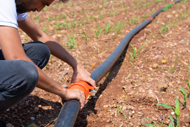 istock Irrigation system. Water saving irrigation system being used in a young corn field. Worker connects irrigation system pipes. Agricultural background 1255610766